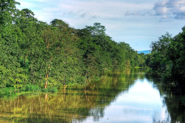 Wetlands maintain carbon and local weather hope