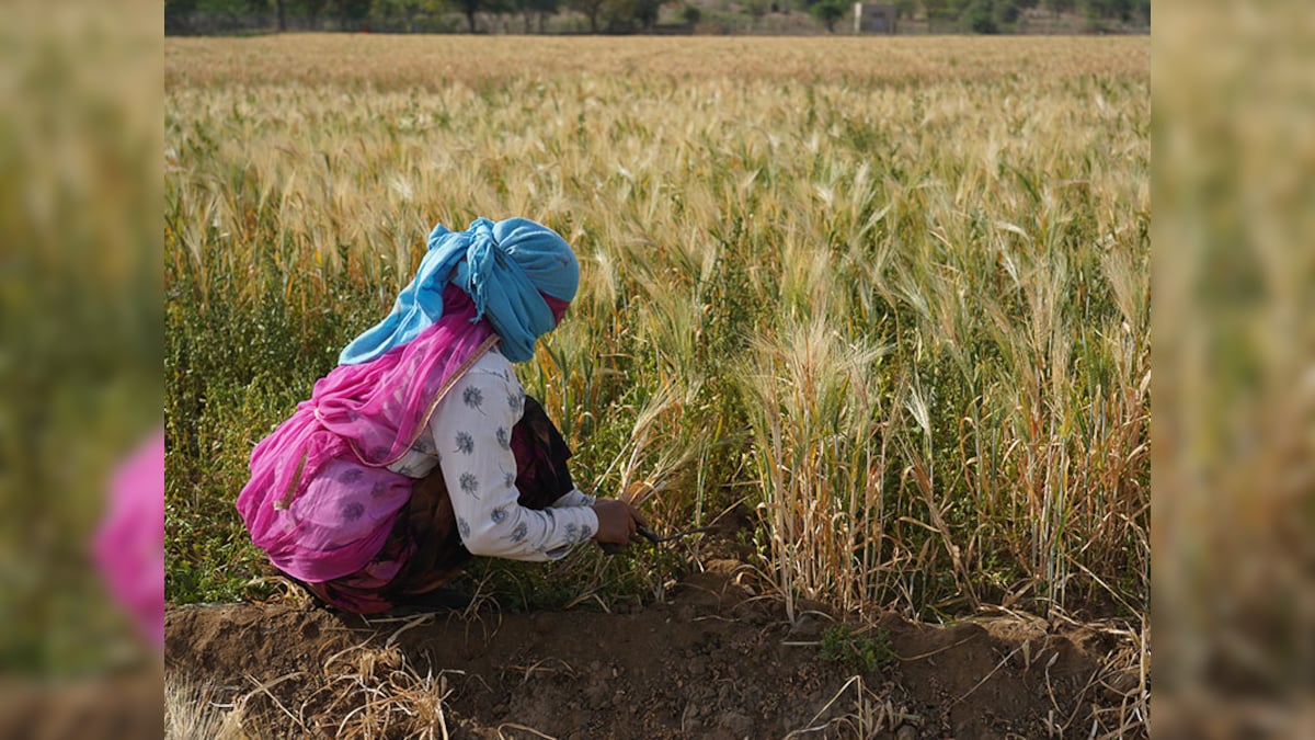 Rajasthan’s Rabriyawas as soon as a dustbowl, is now a thriving agricultural hub