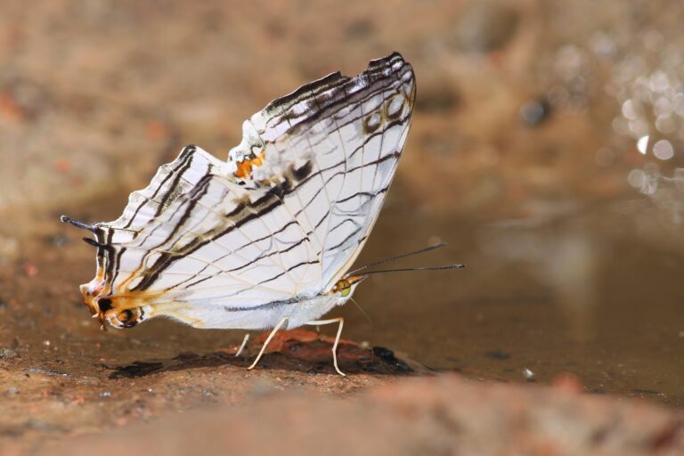 Sarangapani Neog on documenting butterflies in a sanctuary [Interview]