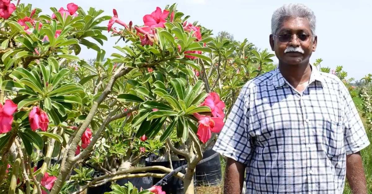 Tamil Nadu Farmer’s Desert Rose Enterprise Earns Rs 60 Lakh Yearly — Exporting Throughout the Globe