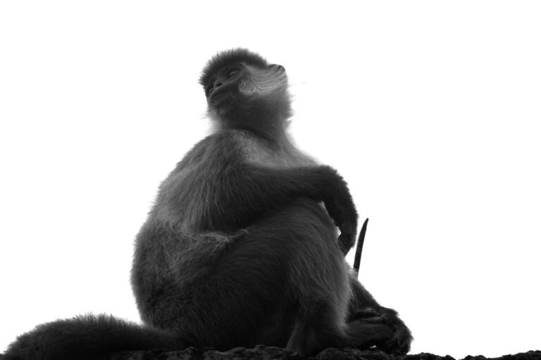 Fragmented forests and meals shortage threaten capped langurs