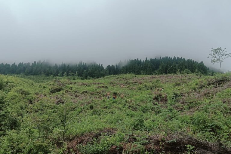 Looking for degraded forests for restoration [Commentary]
