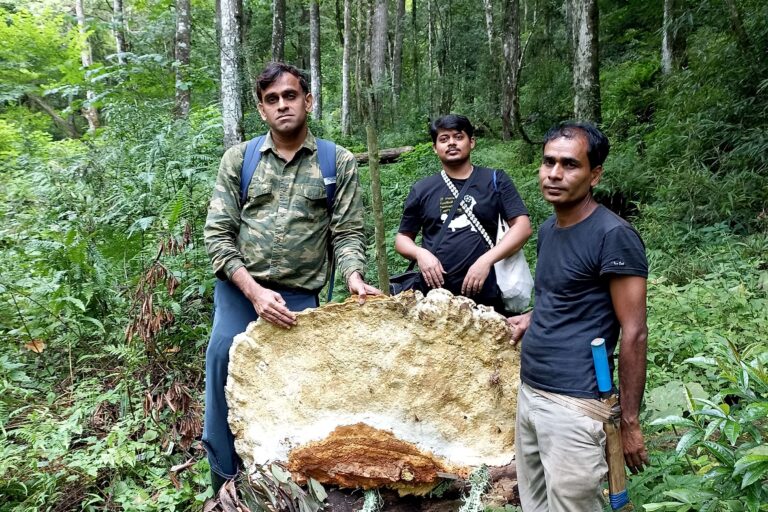 A brand new fungi species that’s bigger than life