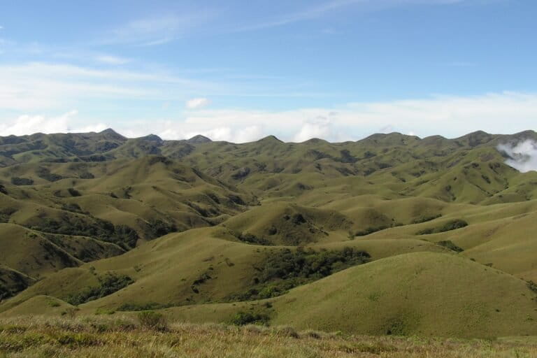 What’s ecological succession? [Explainer]