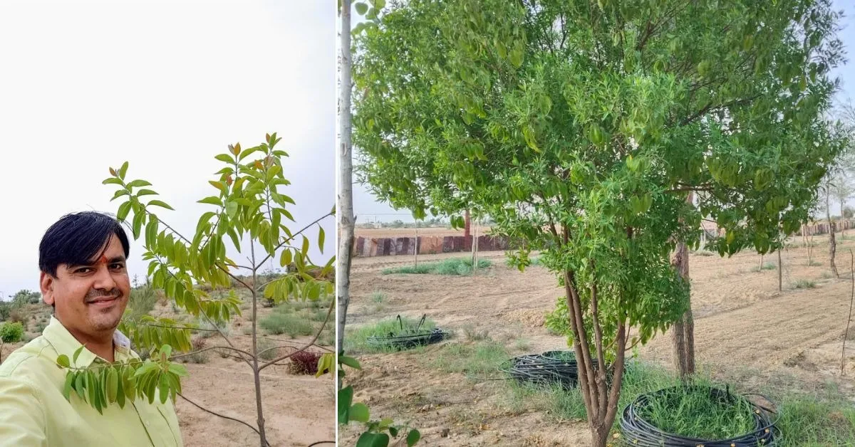 How Dr Jogesh Choudhary is Rising a Sandalwood Forest in Rajasthan’s Desert