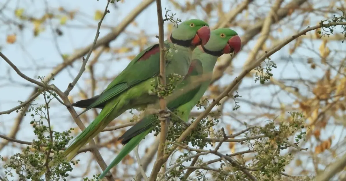 Contained in the Motion to Save Dol Ka Badh, Jaipur’s Forest of 400 Bushes