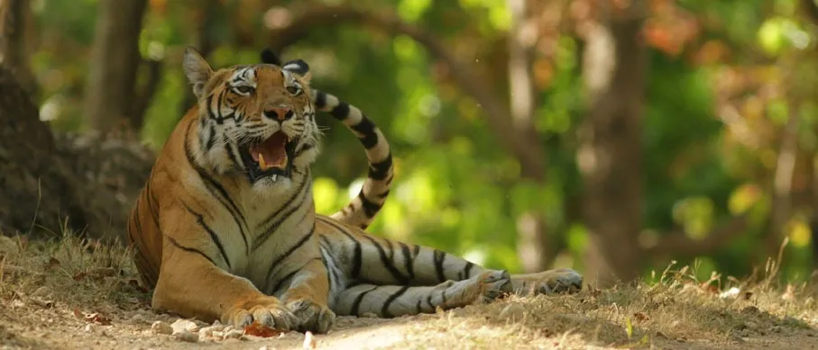 Discover 5 Gorgeous Nationwide Parks in Kerala for Free