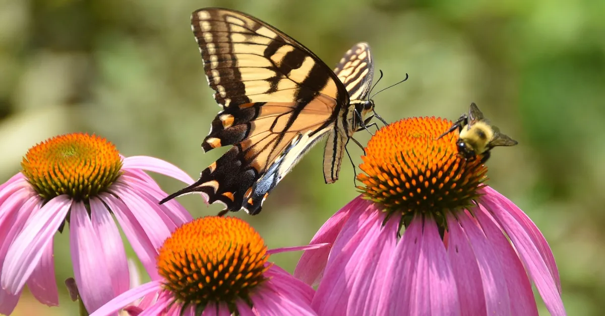 The best way to Create a Pollinator-Pleasant Balcony Backyard Earlier than Winter